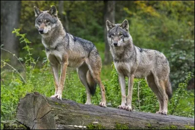 Pour commencer, de quelle espèce le loup fait-il partie ?