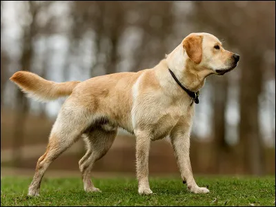 Qu'elle est en moyenne la taille du Labrador ?