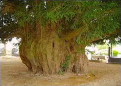 Quel âge a l'arbre le plus vieux de France ?