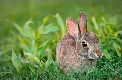 C'est parti ! Quel est le nom scientifique du lapin ?