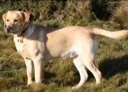 Quiz Devine les diffrentes races de chiens