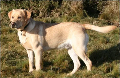 Pour commencer, ce chien est un :