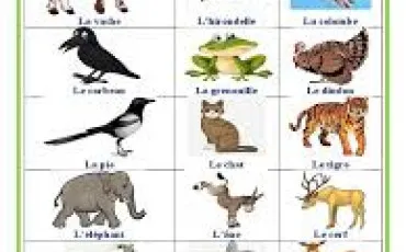 Quiz Animaux