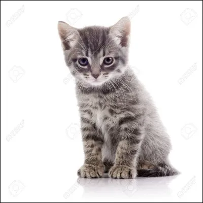 Quel est son nom de chaton ?