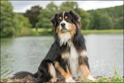 Quelle est la race de ce merveilleux chien ?