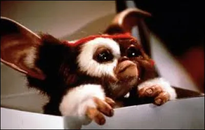 Cette adorable créature est un Mogwai.