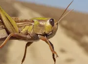 Quiz Les criquets, ces insectes tranges !