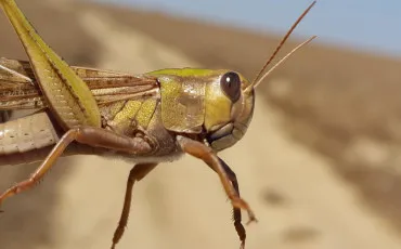 Quiz Animaux bizarres