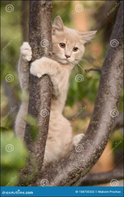 Tu vois un chaton qui ne vient pas de ton clan, perché au bout d'une branche, sur le point de tomber dans un précipice. Que fais-tu ?