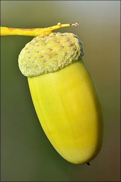 Quel est l'arbre, très courant dans nos forêts, dont le fruit est un gland ?