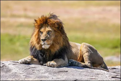 Vrai ou faux ? 
Le lion est considéré comme le roi de la jungle ou comme le roi des animaux.