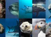 Quiz Animaux marins