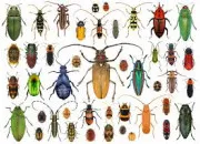 Quiz Les coloptres, les champions du monde des insectes