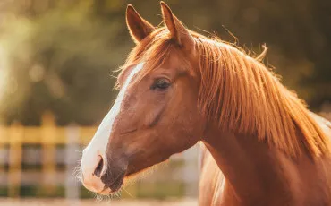 Quiz Chevaux