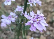 Quiz Les fleurs sauvages en Provence ( 2 )