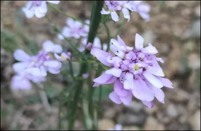 Quelle est cette fleur ?