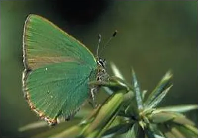 Quel est ce papillon ?