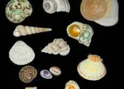 Quiz Les gastropodes, ces mollusques fascinants