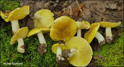 Ce champignon possède un chapeau mamelonné de couleur jaunâtre olivâtre, sans mamelon proéminent. Il a souvent de petites écailles brun rougeâtre près du centre. Ses lames sont entièrement jaunes à jaune vif et sa saveur est farineuse. Il pousse sur sol sablonneux, sous conifères et peupliers. Quel est son nom ?