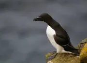 Quiz Les pingouins, ces acrobates des glaces