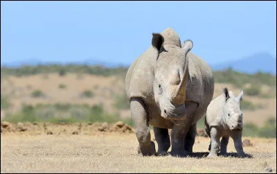 Combien de cornes un rhinocéros peut-il avoir ?