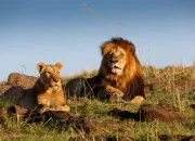 Quiz Les lions, rois de la savane