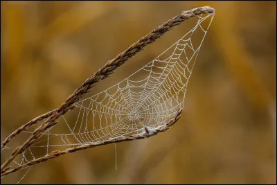 Combien de pattes a l'araignée ?