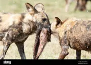 Quiz Les hynes, reines de la savane