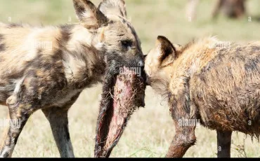 Quiz Animaux