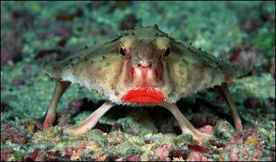 Voici un animal, mesurant généralement entre 20 et 50 cm et se déplaçant en marchant sur le fond marin grâce à ses nageoires transformées en "pattes".
Il vit dans des eaux profondes, de 3 à 500 m et se trouve dans l'Atlantique, l'océan Indien et l'ouest du Pacifique.
Il est carnivore.
Quel est cet animal ?