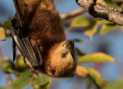 Quiz Les chauves-souris, matresses du ciel nocturne