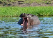 Quiz Lhippopotame, gant des rivires