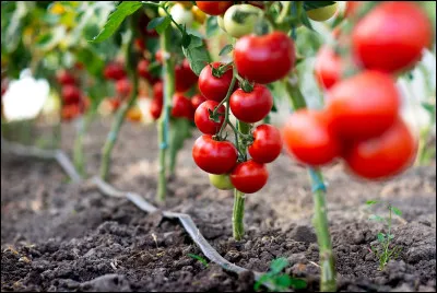 La tomate est un légume.