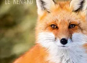 Quiz Le renard, rus de la fort