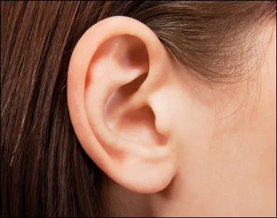 LA PORTE D'ENTREE - Il se compose de cartilage et fait partie de l'oreille externe : son rôle est de collecter et d'amplifier certaines fréquences dans les sons. Il s'agit :