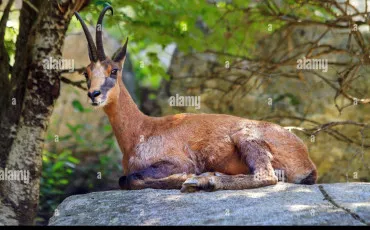 Quiz Animaux