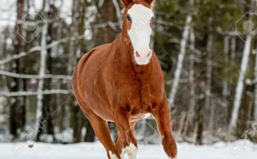 Quiz Chevaux