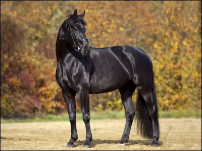 Facile : quelle est la robe de ce cheval ?