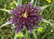 Quiz Les fleurs sauvages en Provence ( 3 )