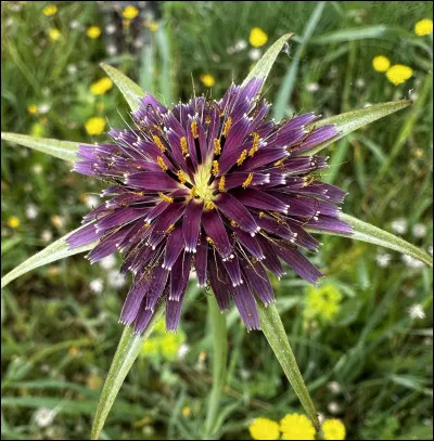 Quelle est cette fleur ?