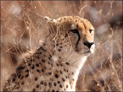 On commence par la taille ! Quelle est la longueur du guépard, queue non comprise ?