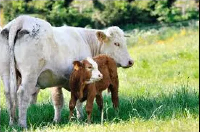 Comment se nomme le petit de la vache ?