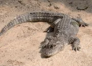 Quiz L'alligator, redoutable reptile des marcages