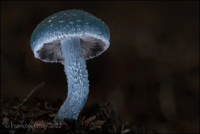 Ce champignon est toxique. Son chapeau est visqueux, de couleur allant du vert bleuâtre au jaune-vert. Ses lames, adnées à subdécurrentes et serrées, deviennent brunes à maturité. Son pied a la même teinte que le chapeau et est couvert de plaques fibrilleuses et cotonneuses. Sa chair est bleuâtre au début et sa sporée est brun ambre ou brun pourpre, sans teinte violette. Quel est son nom ?