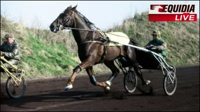 Quelle cheval est-ce ?