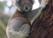 Quiz Connaissez-vous bien le koala ?