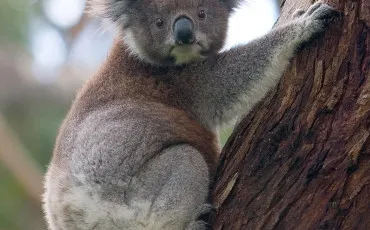 Quiz Koalas