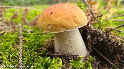 Le chapeau mesure de 6 à 20 cm de diamètre, viscidule par temps humide, lisse, de couleur brun jaunâtre à brun rougeâtre. Sa face poroïde est blanche, devenant jaune olivacé et reste inchangée ou brunissant légèrement lorsqu'on la froisse. Le pied présente de fines réticulations pâles, souvent vers l'apex et il pousse sur sol, souvent dans des plantations d'épinettes. Sa saveur est douce. C'est le :