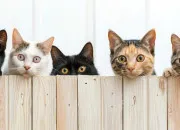 Test Quelle race de chat serais-tu ?