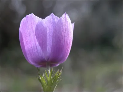 Quelle est cette fleur ?